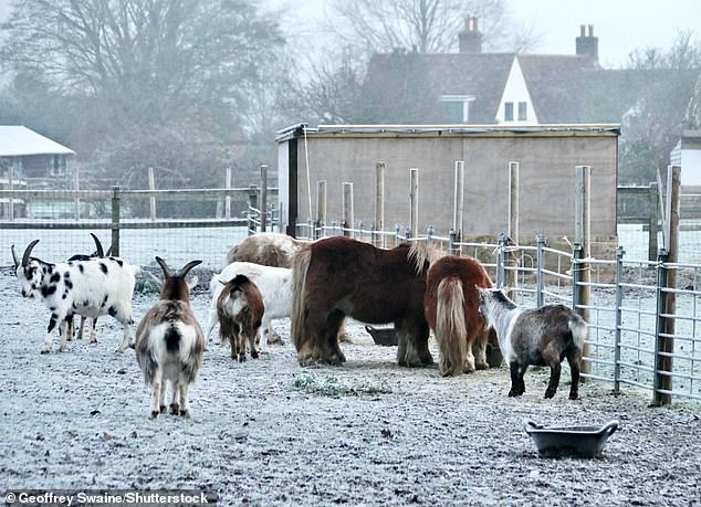 A heavy frost is seen at a farm in Dunsden, Oxfordshire this morning
