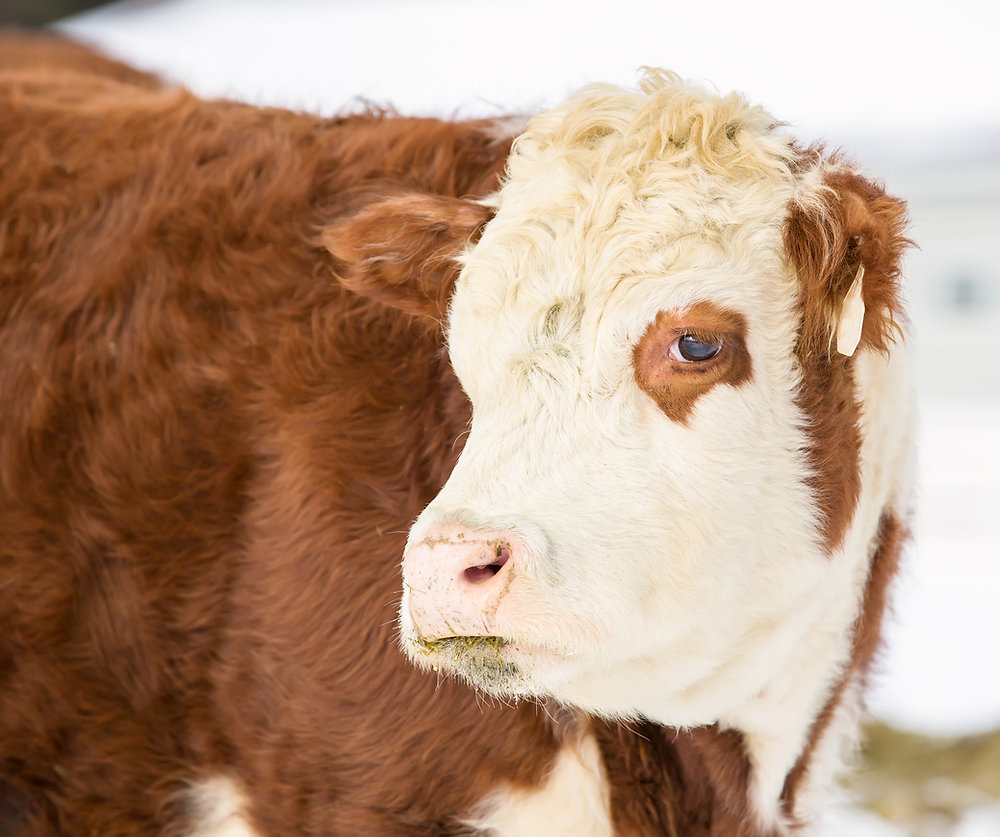 Northern Ireland Agricultural Census 2025 reveals shifting shape of farming sector