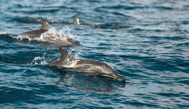 Dolphins and whales have ‘no place to hide’ from forever chemicals, warns new study