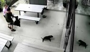 Baby seal pays a surprise visit to a local pub in New Zealand