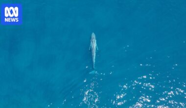 Blue whale calf numbers rise after slow migration start along WA's south west coast