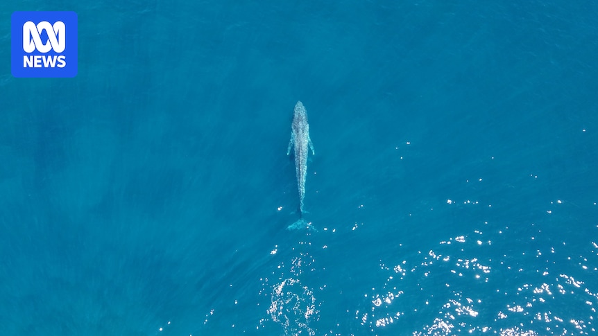 Blue whale calf numbers rise after slow migration start along WA's south west coast