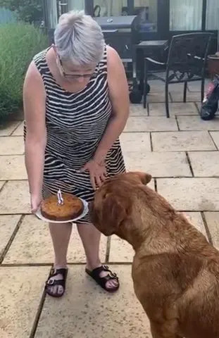 Brain Tumour Research / SWNS Pamela Cook with her dog Frankie