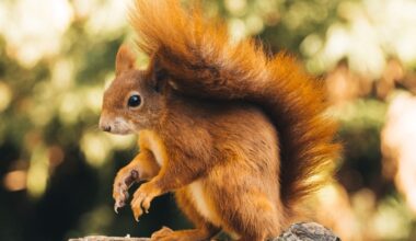 'No conservation advantage' to introducing red squirrels on Island