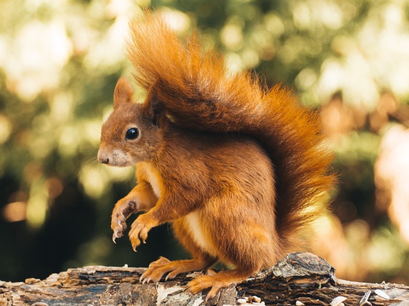 'No conservation advantage' to introducing red squirrels on Island