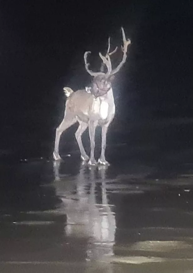 Undated handout photo issued by Southport Offshore Rescue Trust of an escaped reindeer who fled a festive celebration in the coastal town of Formby