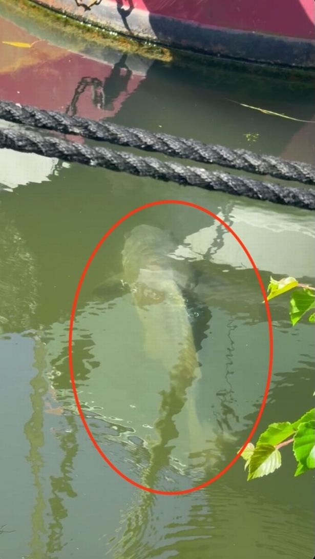 Dubbed a 'unit', it was seen gliding between moored boats