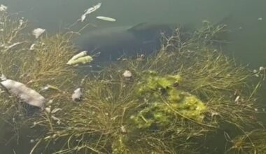A monster fish has been spotted lurking just beneath the surface of a canal in Greater Manchester