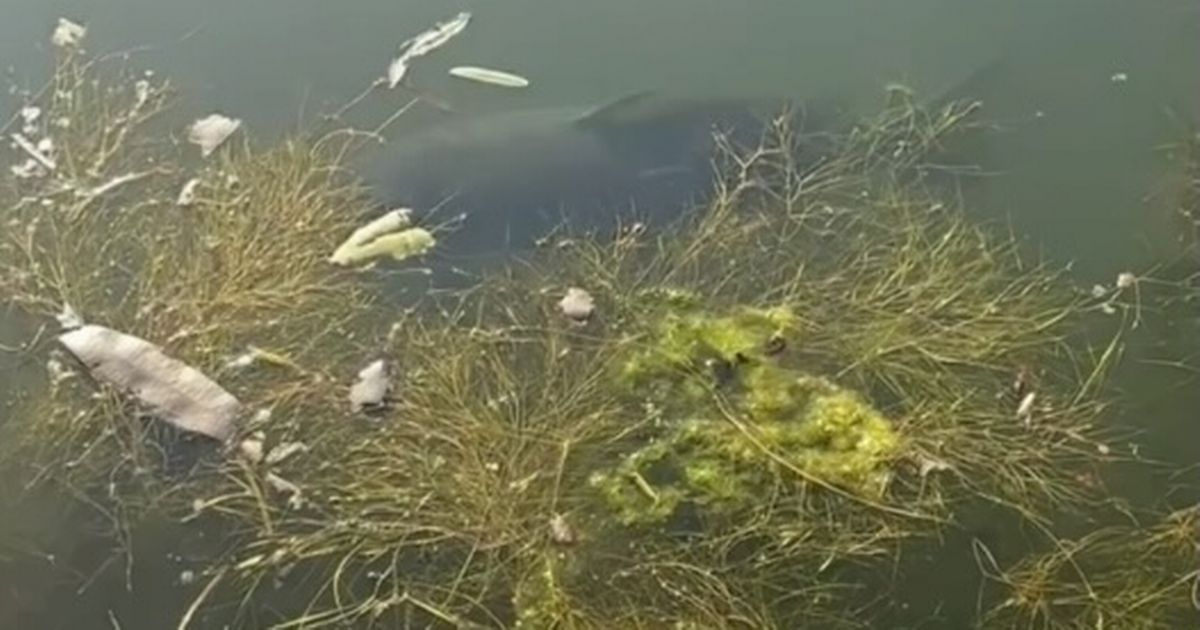 A monster fish has been spotted lurking just beneath the surface of a canal in Greater Manchester