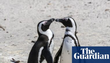 60,000 African penguins starve to death after sardine numbers collapse – study | Birds