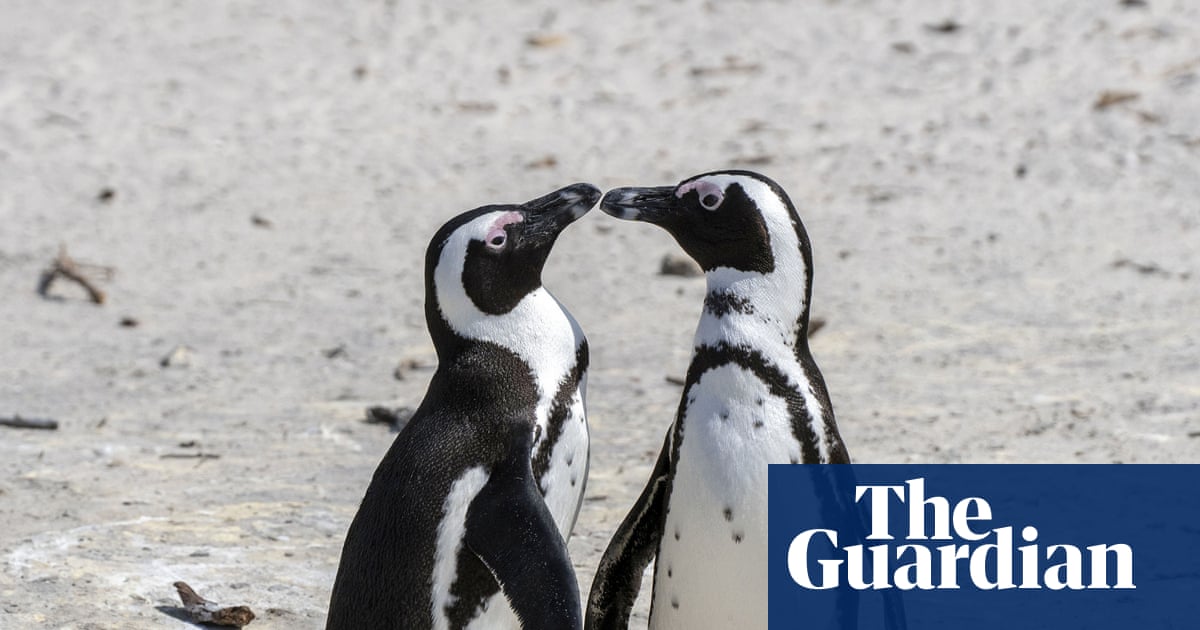 60,000 African penguins starve to death after sardine numbers collapse – study | Birds
