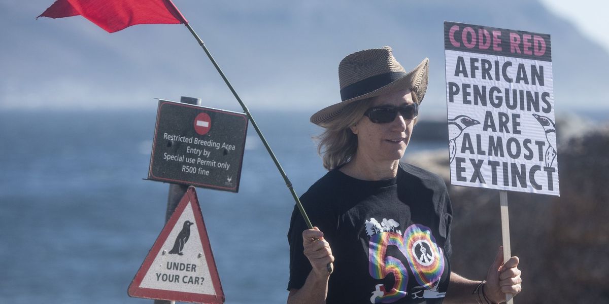 62,000 African Penguins Starving to Death Highlights Humanity-Driven Extinction Crisis