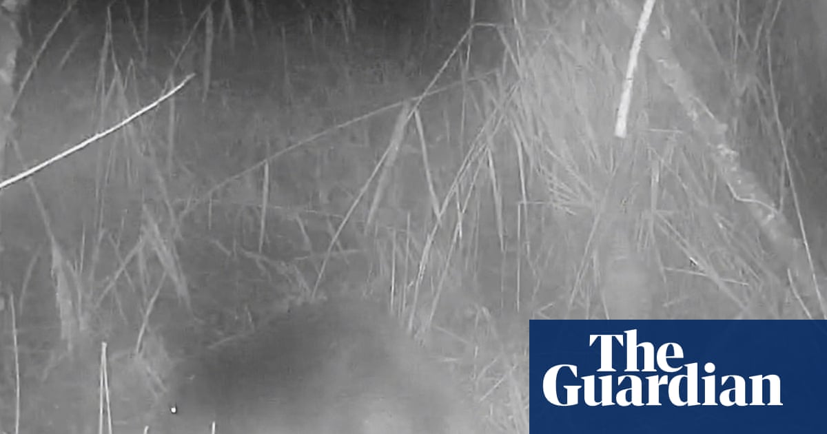 ‘No one knows where it came from’: first wild beaver spotted in Norfolk for 400 years | Wildlife