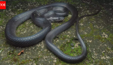 A ‘Crikey’ wolf snake: How the snakes of Nicobar Islands pay ode to Steve Irwin |