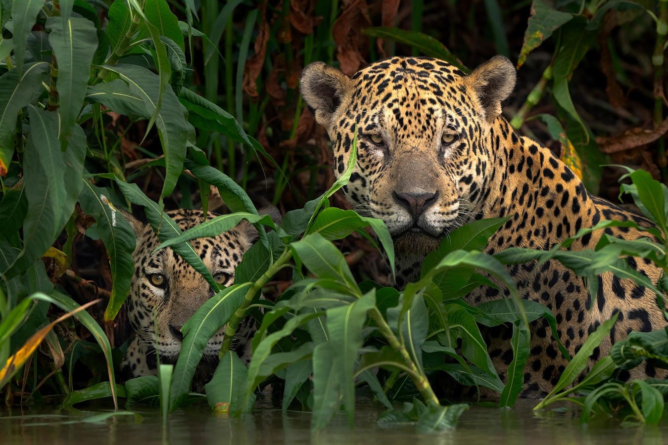 7 Breathtaking ‘Wildlife’ Moments Caught By The World’s Best Nature Photographers