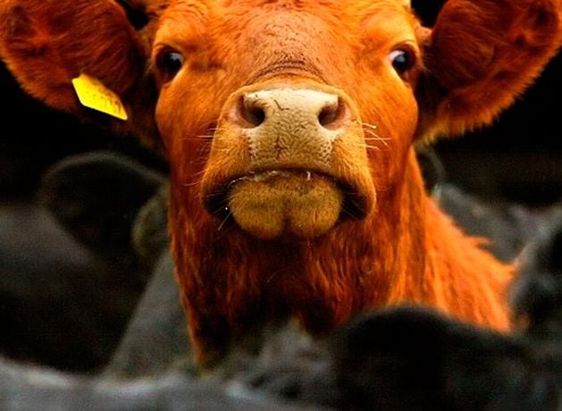 Some animal movements to be relaxed after bluetongue virus outbreak in Co Down