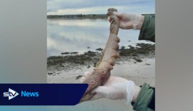 Rare deep-sea seven-arm octopus remains wash up on Scottish beach