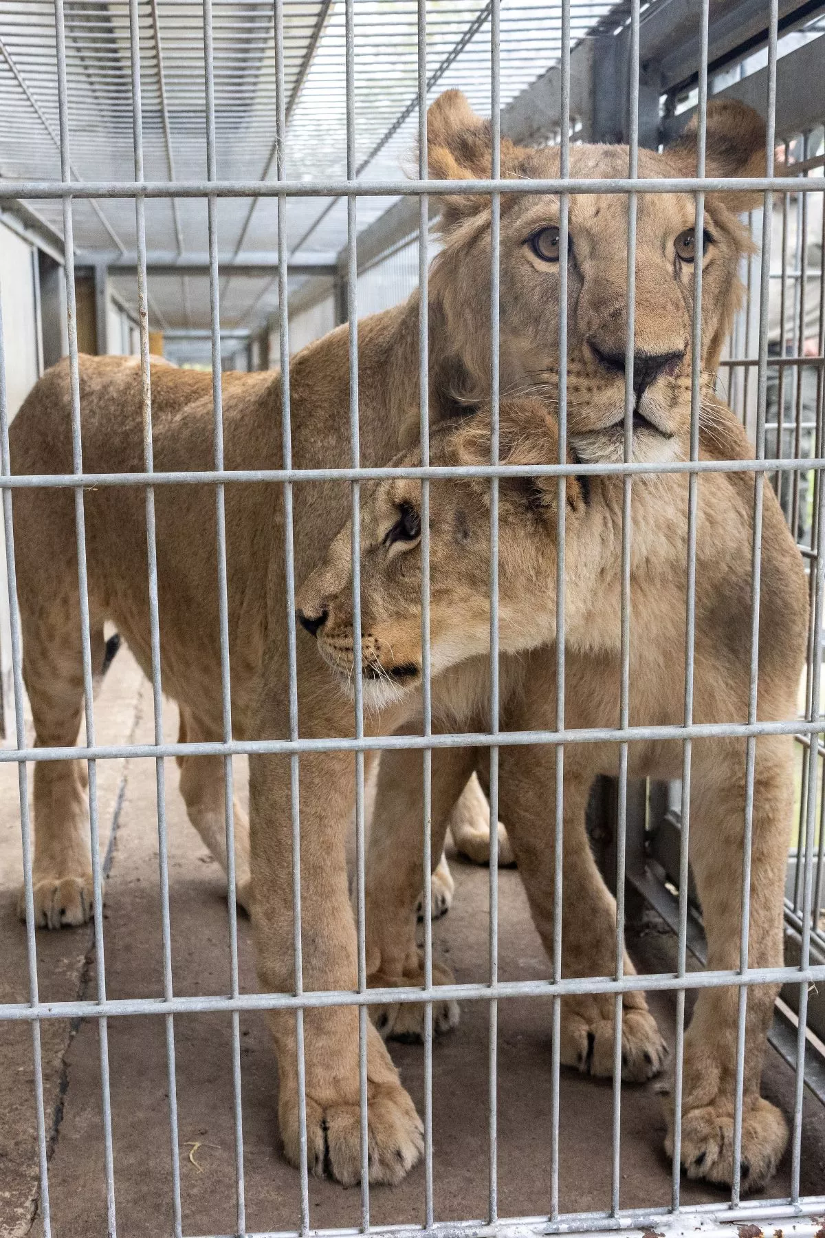 Siblings Shanti and Rafael in the runs leading to their new home, a five acre 'lion country' at Yorkshire Wildlife Park