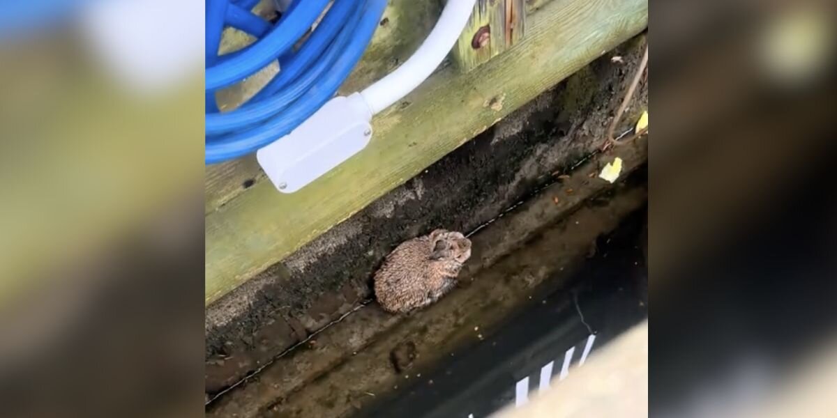 Woman Spots Fuzzy Lump In Boat Dock Crevice — Then Realizes It's Breathing