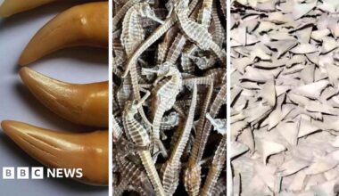 A picture of tiger teeth, beside that is a picture of a pile of dead seahorses.  The next image shows shark fins laid out to dry in the sun