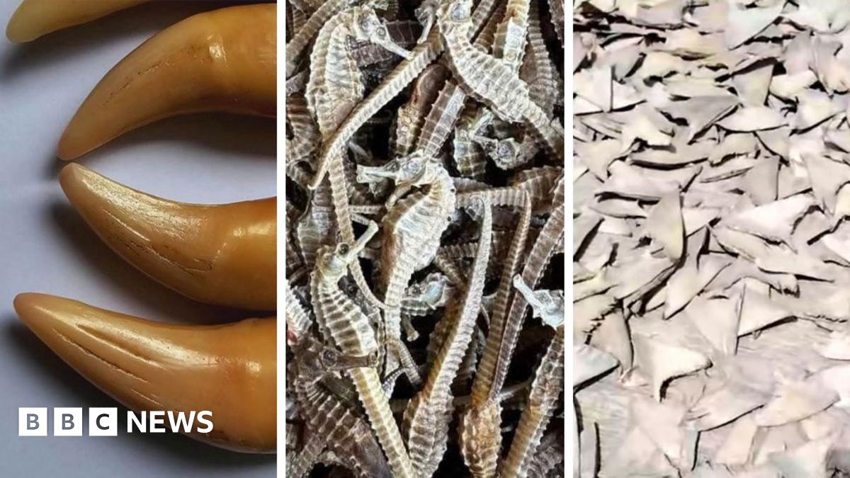 A picture of tiger teeth, beside that is a picture of a pile of dead seahorses.  The next image shows shark fins laid out to dry in the sun