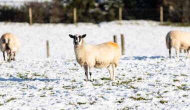 Will Northern Ireland have a white Christmas in 2025? Met Office weather forecast