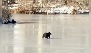 Woman Opens Window Curtains — And Gets A Free Show From A Bear On Ice