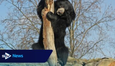 Edinburgh Zoo welcomes second sloth bear