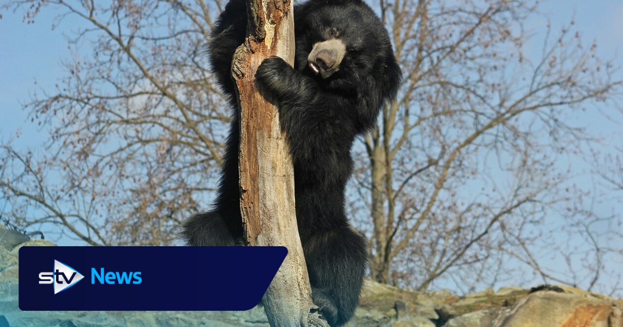 Edinburgh Zoo welcomes second sloth bear