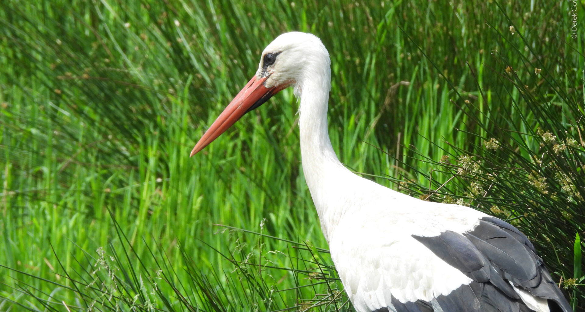 Rare White Storks Are Returning to London After 600 Years Away