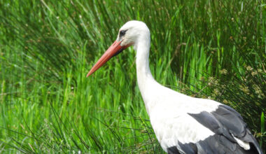 Rare White Storks Are Returning to London After 600 Years Away