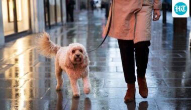 Britons are becoming obsessed with pet photography
