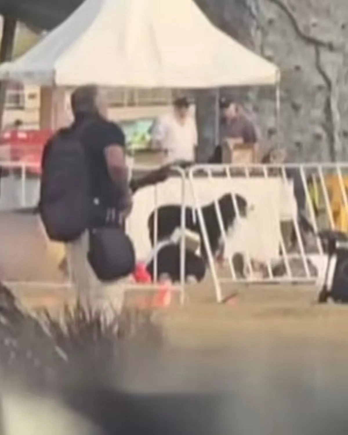 Maui the dog at the Bondi Beach shooting