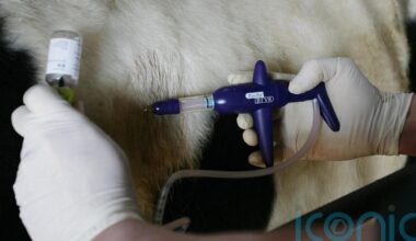 Suspected bluetongue cases found at fourth farm in Northern Ireland