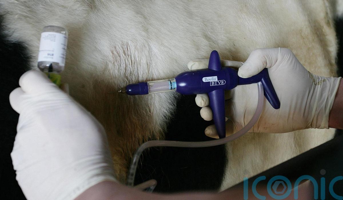 Suspected bluetongue cases found at fourth farm in Northern Ireland