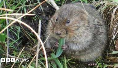 A water vole by a body of water eating a leaf.