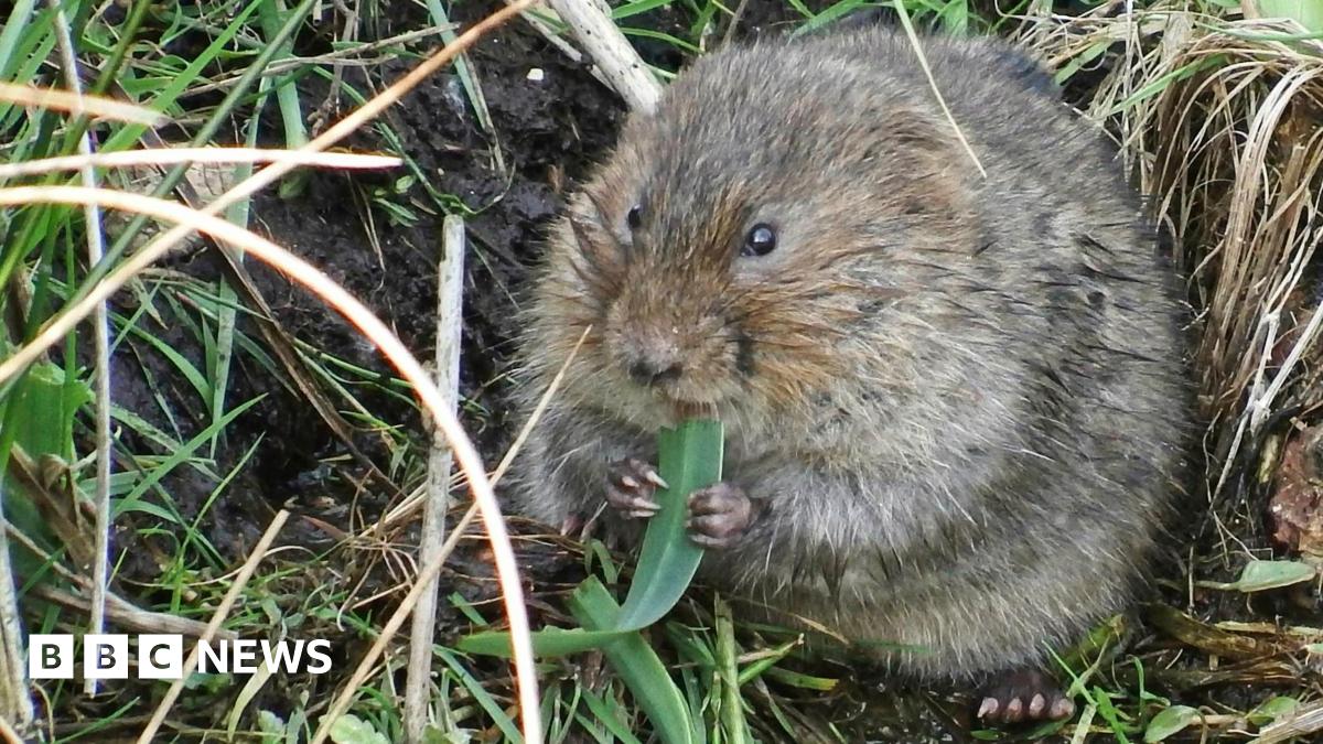 A water vole by a body of water eating a leaf.
