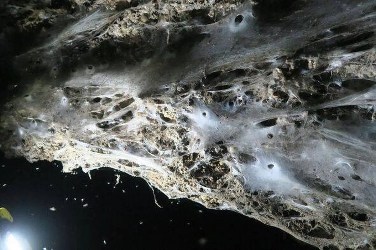 GREECE-ALBANIA-ENVIRONMENT-ANIMALS