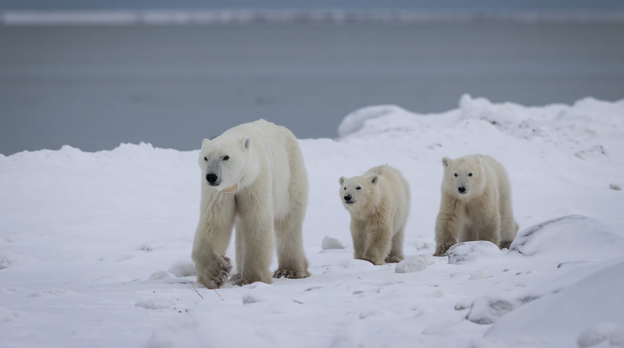 Three polar bears go for a stroll near a body of water.