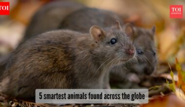 5 animals who are smarter than you think!​