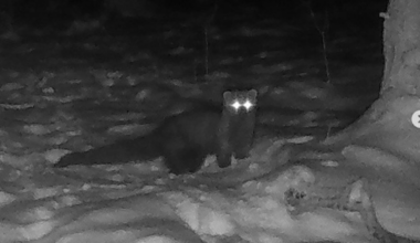 Rare animal spotted in Ohio county for first time since the 1800s - The Independent