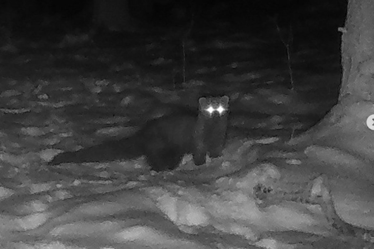 Rare animal spotted in Ohio county for first time since the 1800s - The Independent