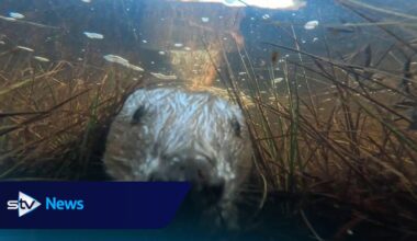 Beaver selfie caught on underwater camera hidden in Cairngorms National Park loch