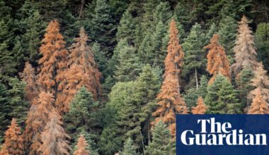 They survived wildfires. But something else is killing Greece’s iconic fir forests | Trees and forests