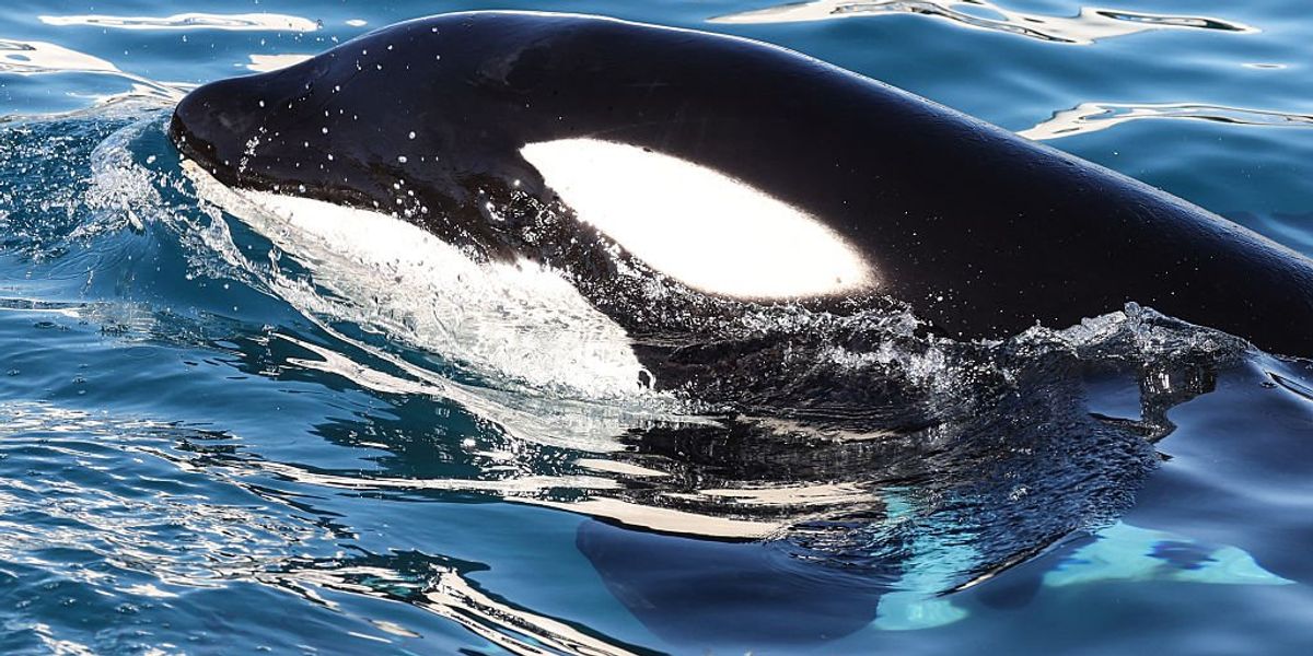 Scientists use drones to detect deadly virus in Arctic animal's' breath in concerning discovery