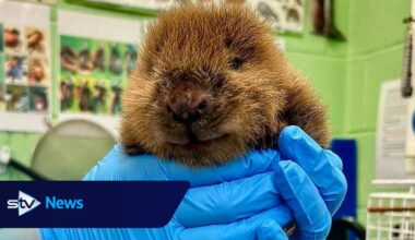 Orphaned beaver kit 'thriving' after being washed downriver during storm