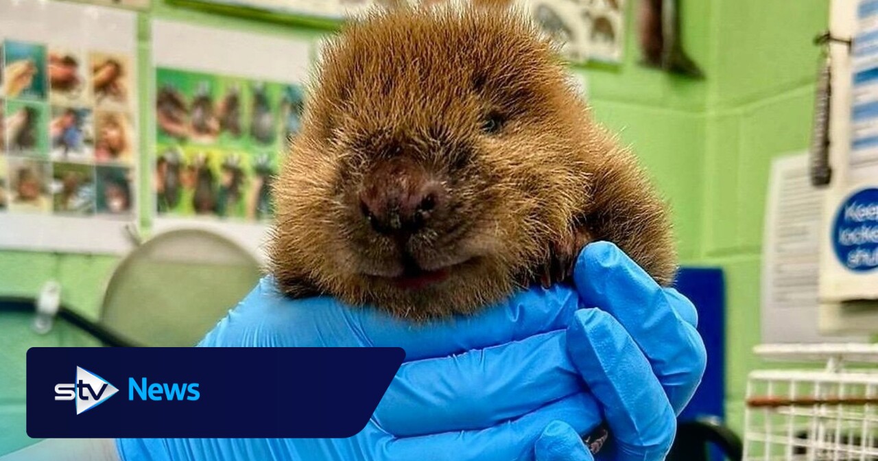 Orphaned beaver kit 'thriving' after being washed downriver during storm