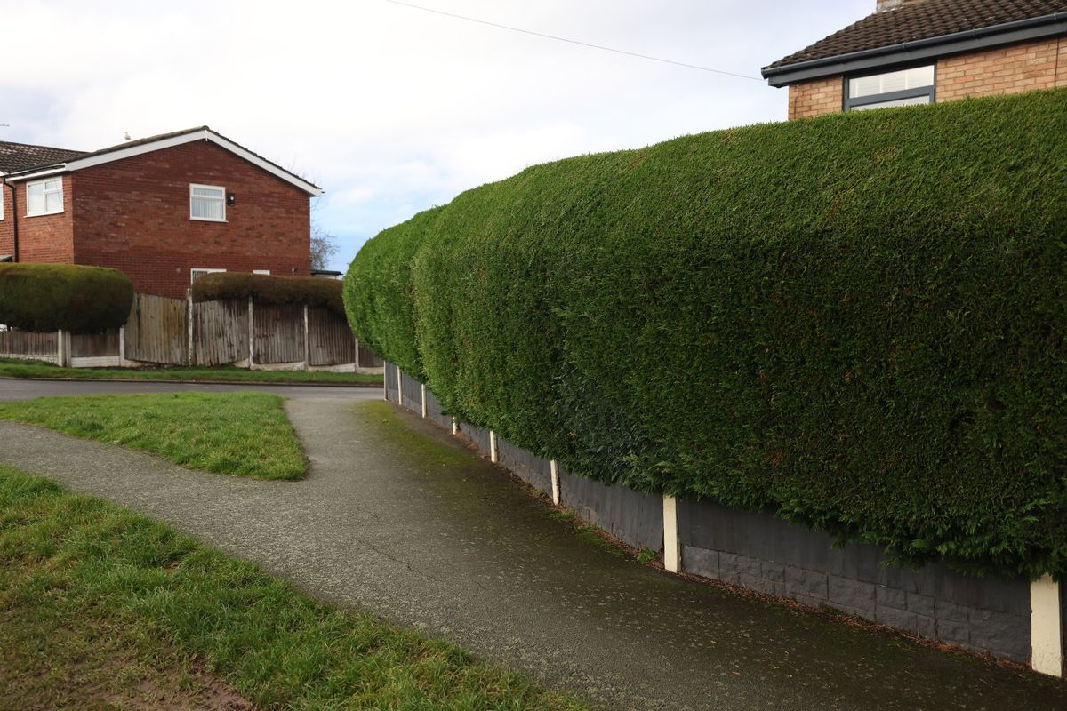 The hedges outside Clive Patterson's home on Old Wood Road in Pensby