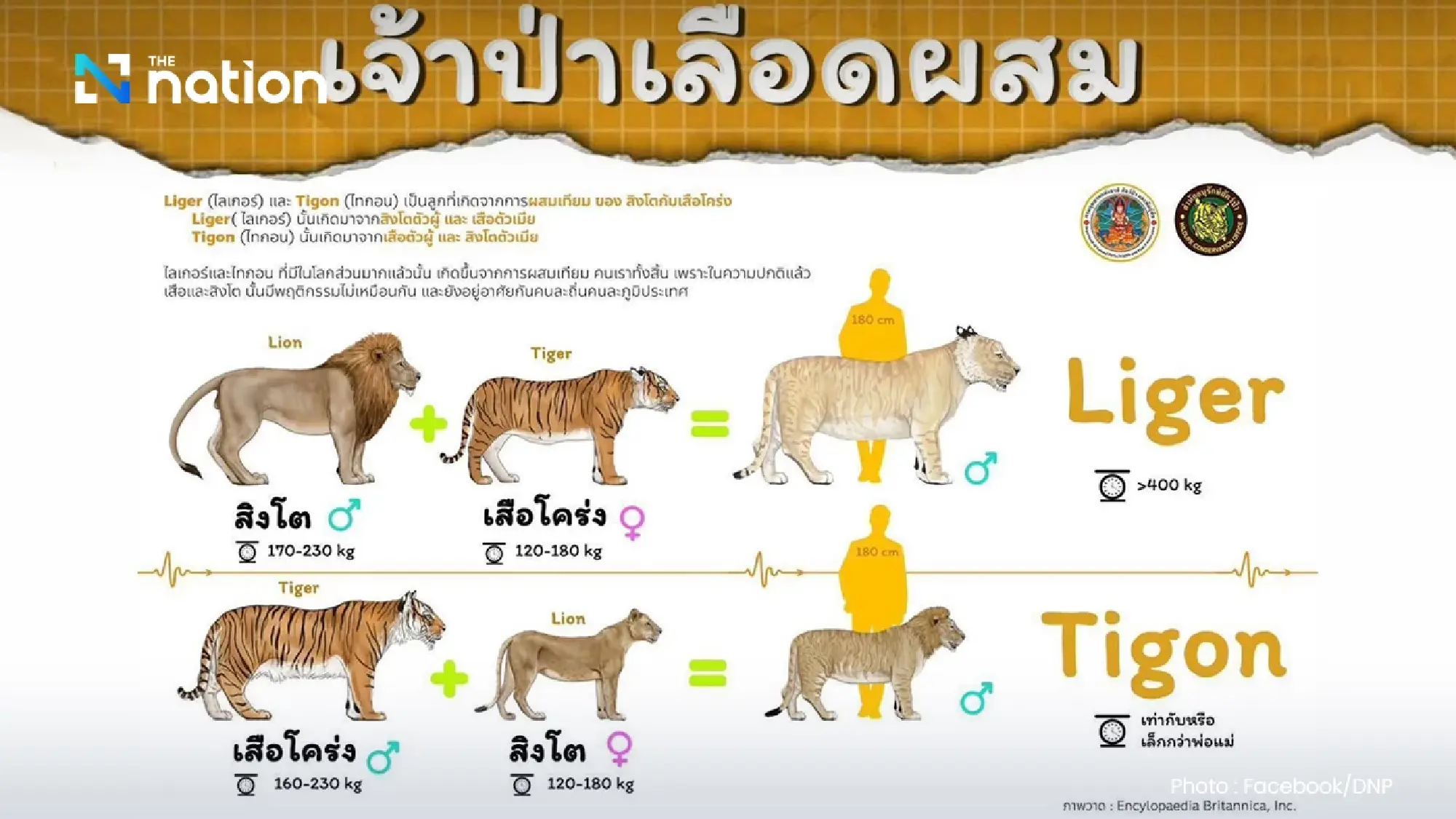 Strict Control on “Liger” and “Tigon” Designated as Controlled Wildlife, Ownership Must Be Reported