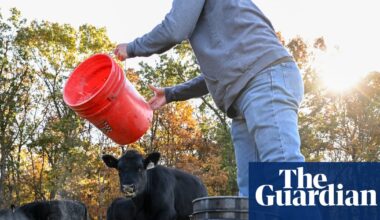 US farmers say Trump’s $12bn package not enough to undo damage from tariffs | Business